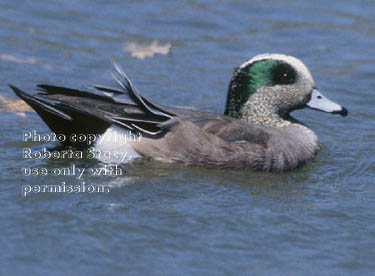 American wigeon, male