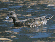 American wigeon, female