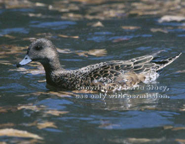 American wigeon, female