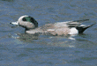 American wigeon, male