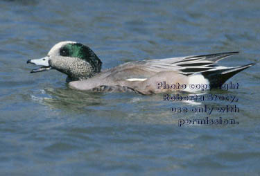 American wigeon, male