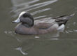 American wigeon, male