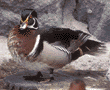 wood duck, male