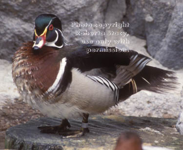 wood duck, male