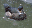 wood duck, male