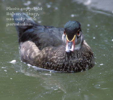 wood duck, male