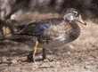 wood duck, male