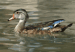 wood duck, male