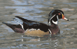 wood duck, male