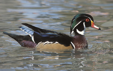 wood duck, male