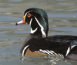 wood duck, male