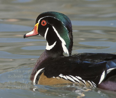 wood duck, male