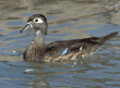 wood duck, female