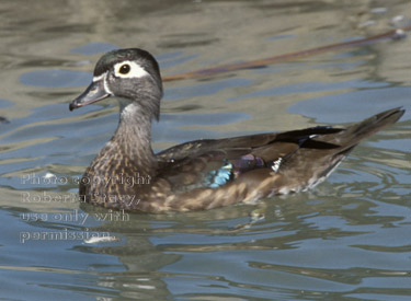 wood duck, female