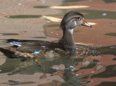 wood duck, male