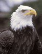 bald eagle