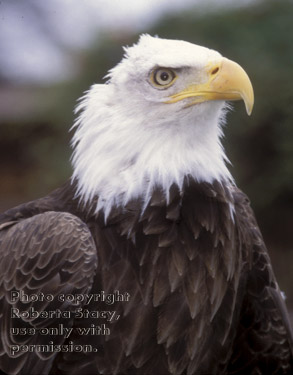 bald eagle