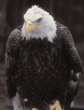 bald eagle