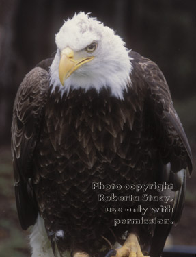 bald eagle