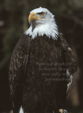 bald eagle