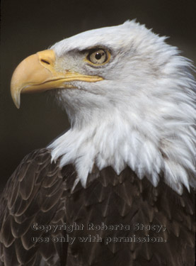 bald eagle