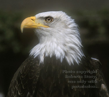 bald eagle