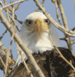 close-up of head of bald eagle in tree