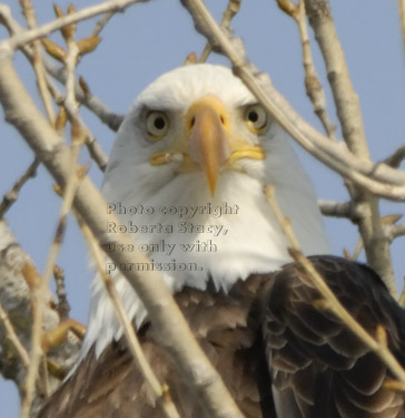 close-up of head of bald eagle in tree