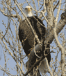 bald eagle in tree