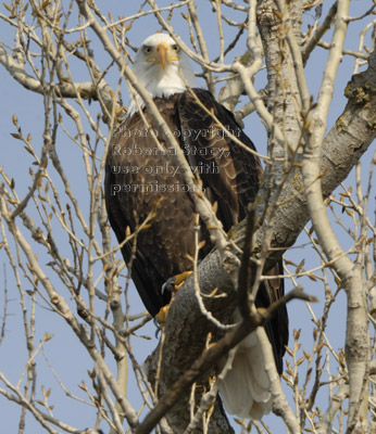 bald eagle in tree