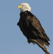 bald eagle