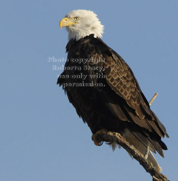 bald eagle