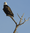 bald eagle at top of tree