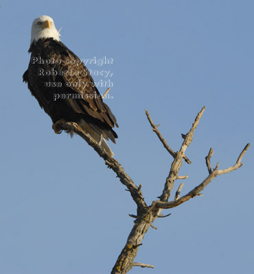 bald eagle at top of tree