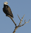 bald eagle on tree top