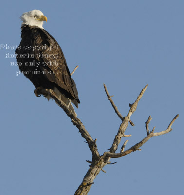 bald eagle on tree top