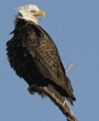 bald eagle with mouth open