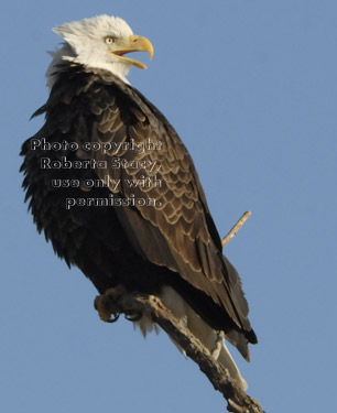 bald eagle with mouth open