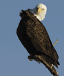 bald eagle