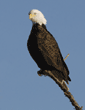 bald eagle