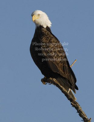 bald eagle