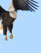bald eagle taking off in flight