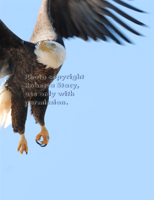 bald eagle taking off in flight