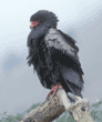 bateleur