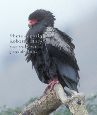 bateleur Tanzania (East Africa)