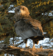 bateleur eagle, immature