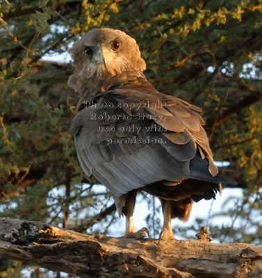 bateleur eagle, immature