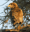 immature bateleur eagle standing on tree branch