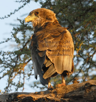 immature bateleur eagle standing on tree branch