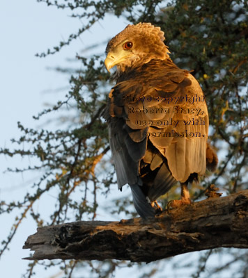 immature bateleur  in tree